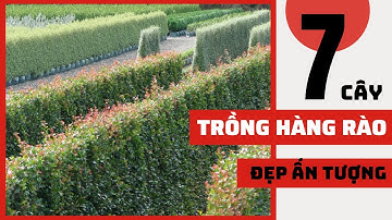 TOP 7 CÂY TRỒNG HÀNG RÀO - CÂY TRỒNG VIỀN ĐẸP ẤN TƯỢNG |Cây Xanh Ngọc Trang|