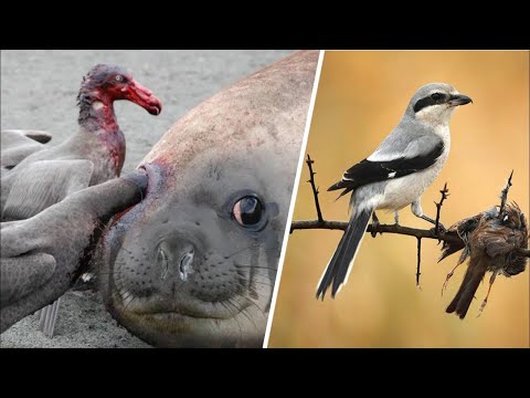 Видео: Посмотрите, на что Способны Самые Опасные Птицы в Мире!