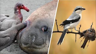 Посмотрите, на что Способны Самые Опасные Птицы в Мире!