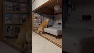 ぼく寝るよー？ゴールデンレトリバー寝床につきました！Golden retriever went to bed