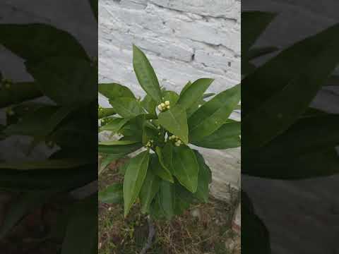 Video: Mandarina decorativa: cuidado y mantenimiento, características de cultivo, foto
