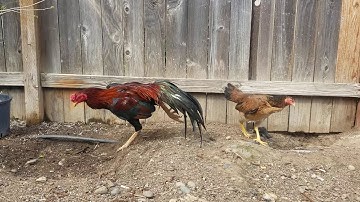 Qaib Chemo x LT Fastbeak