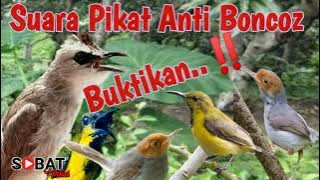 Suara Pikat Trucukan,Sogon,Prenjak Stateran Anti Boncoz