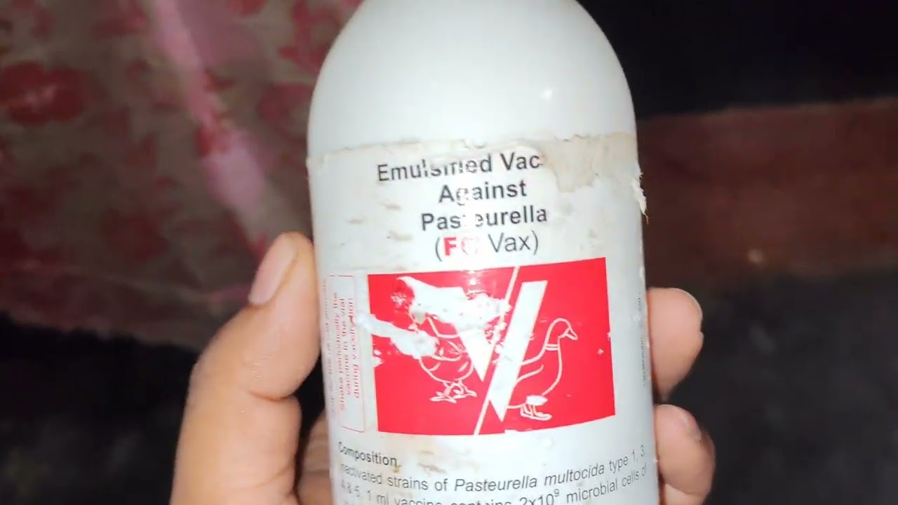 হাঁসের কলেরা ভ্যাকসিন দেওয়ার ১০০% সঠিক নিয়ম | Duck Cholera Vaccine Ful Guide in Bengali