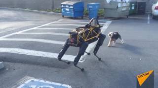 Real Dog Meets Boston Dynamics Robot Dog for First Time