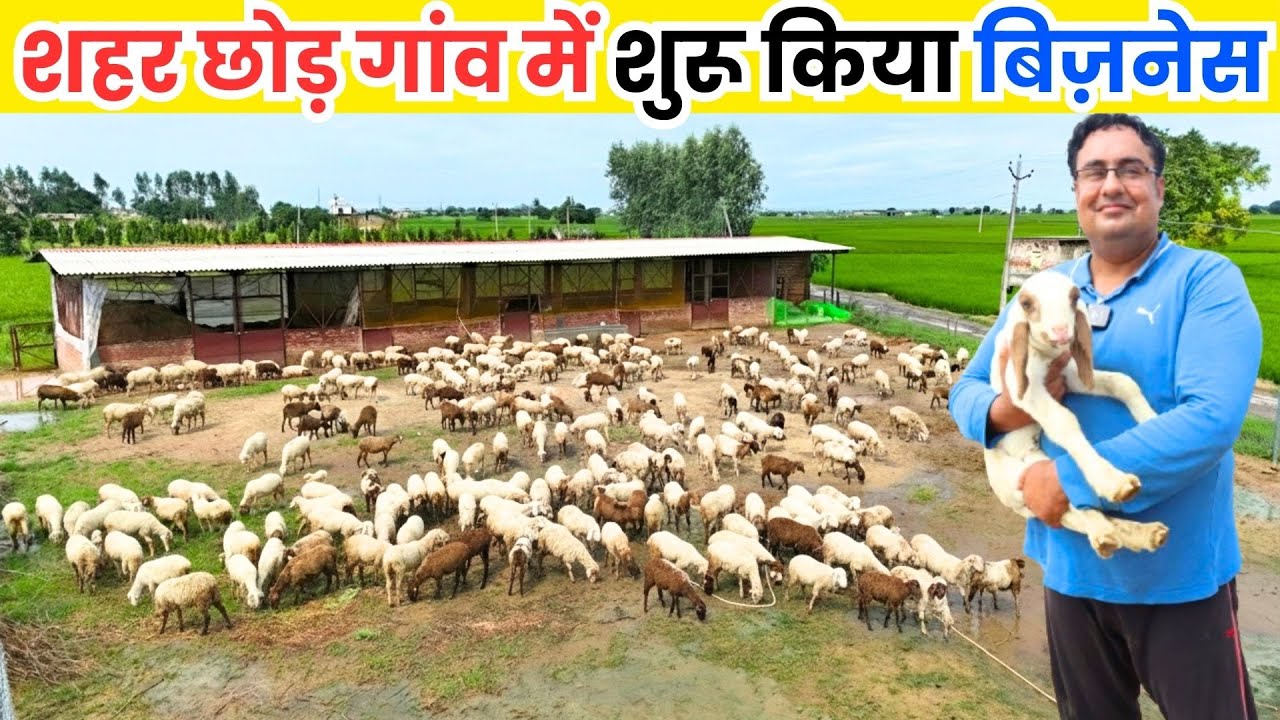 जॉब छोड़ गांव आकर शुरू  किया भेड़ पालन  II Sheep Farming II Sheep Farming Business