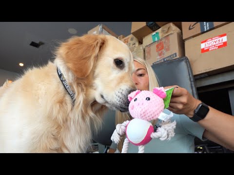 วีดีโอ: เรียนลูกเสือ: ฉันต้องการเข้าร่วมทีม BarkBox