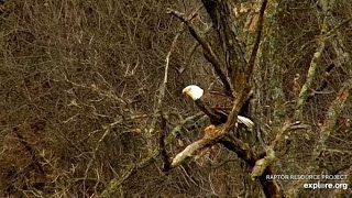 Decorah North Nest. Mr North chases off a visitor - explore 11-12-2021