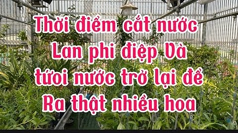 Thời điểm cắt nước cho lan phi điệp tốt nhất ra thật nhiều hoa