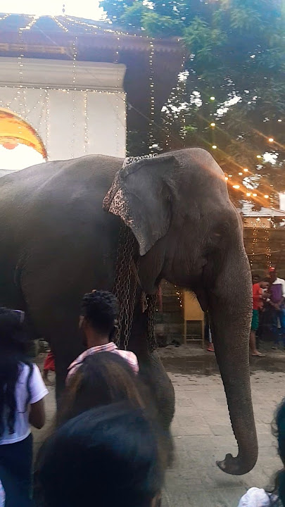 දළදා පෙරහැරට පෙර දෙවියන් වැද ආශිර්වාද ලබා ගන්නා අලි ඇතුන් ❤️ #daladamaligawa #daladaperahera
