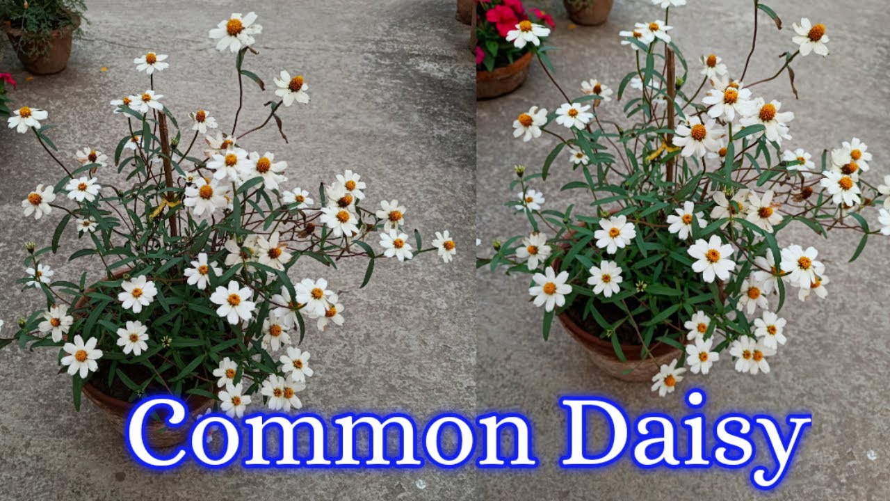 কমন ডেইসি Grow "Common Daisy" || Common Daisy in my winter garden || My