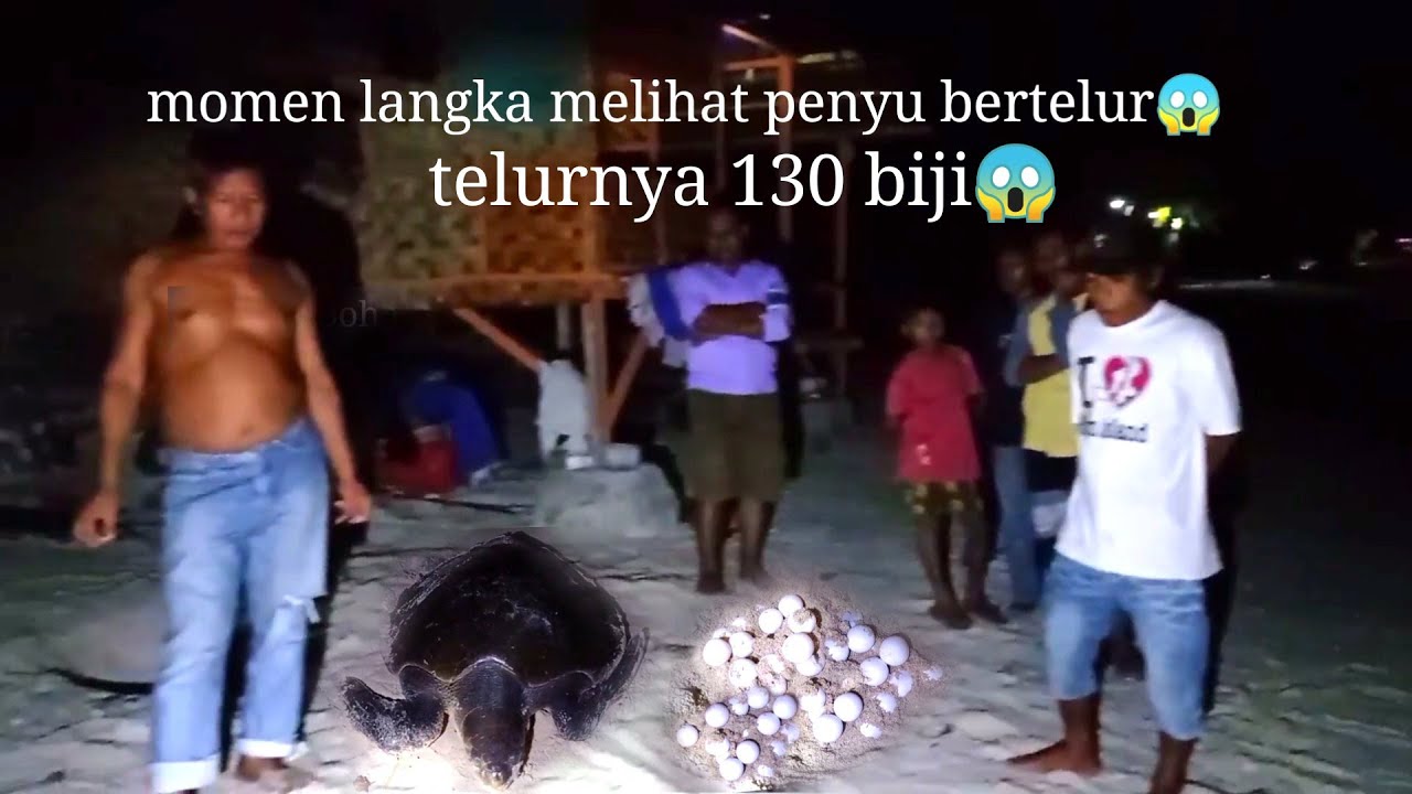 Telur penyu/pertama kali melihat penyu bertelur, Lihat apa yang terjadi