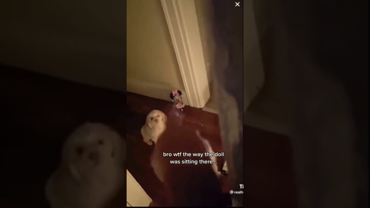 Naaaah! Your Not My Dog! 😈 Skinwalker