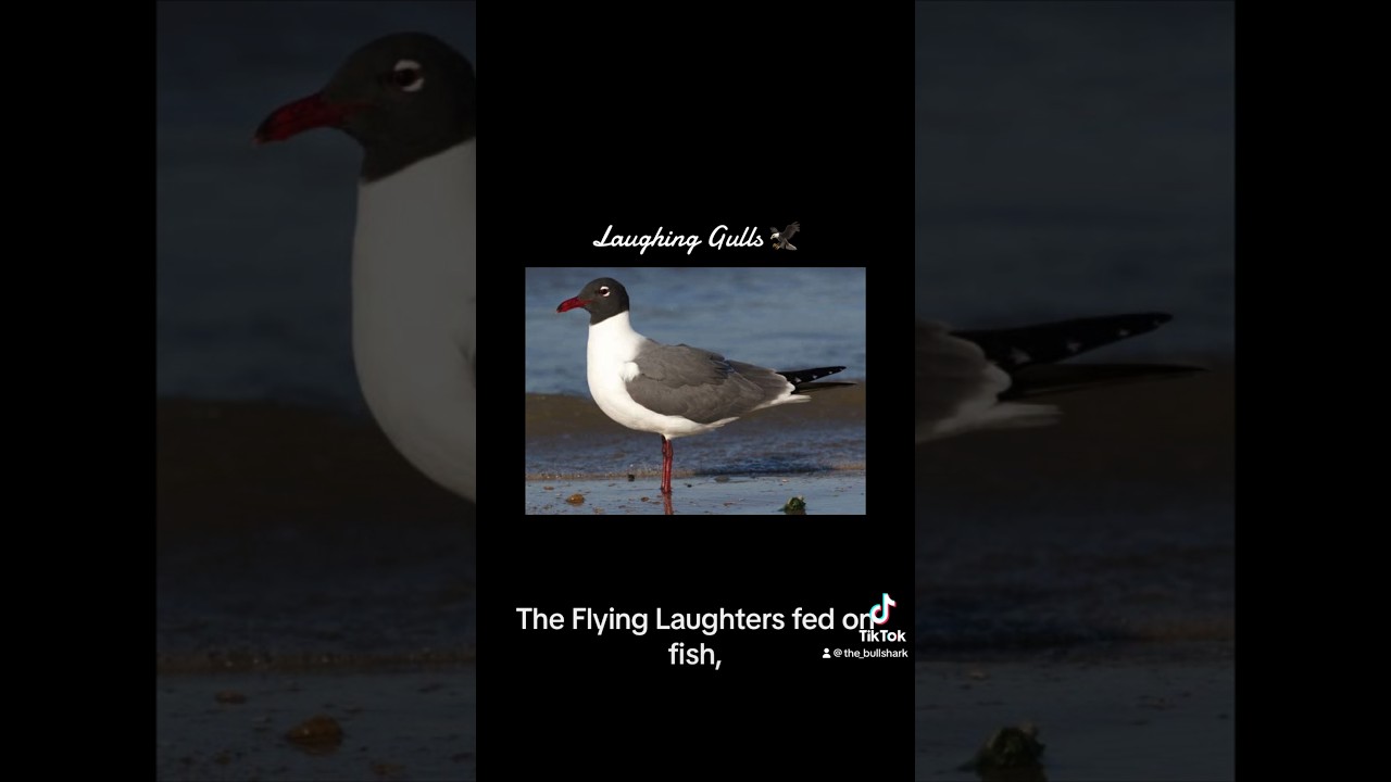 The laughter of the skies, The Laughing Gull 🦅 