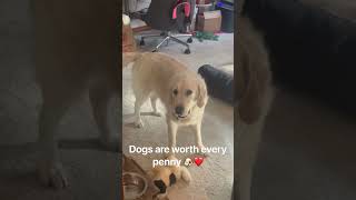 Dogs are worth every penny 🐶❤️ #dogs #dogshorts #cutedogs #funnydogs #pets #cutepets #fyp