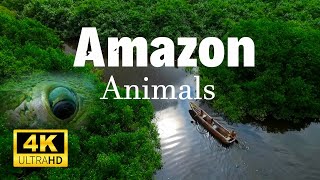 Amazon Animals 4K | Wild Life | Amazon Rain forest