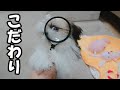 こだわり✨生後4ヶ月✨【シーズー / shihtzu / 子犬】 の動画、YouTube動画。