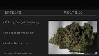 FLMCC Minute Reviews: GrowHealthy - Jilly Bean Flower