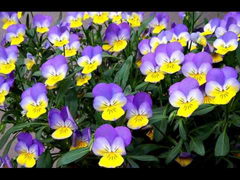 თემურ წიკლაური - გამხმარ იებს