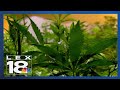 Change in ky medical marijuana program