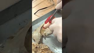 Lab Nuclei Basales Ve Diencephalon Yaydar