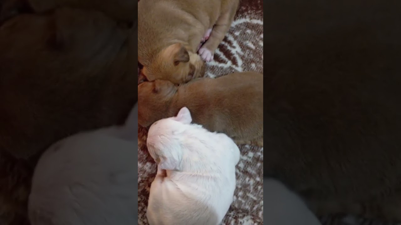 1 de febrero de 2026