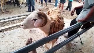 Goat sound effect reply 1988 -                     .