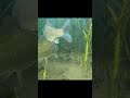 #fishing #carpfishing #underwater #underwaterfishing