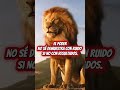 Se cómo el León🦁 #espiritusalvaje #mentalidadfuerte #motivacion #exito #leones