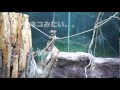 高知県立のいち動物公園 の動画、YouTube動画。