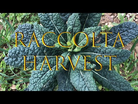Video: Harvesting Kale: come e quando raccogliere il cavolo