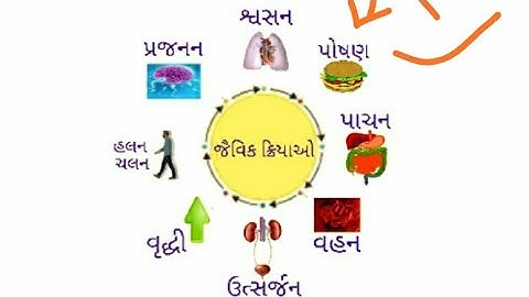 Standard 10 Science and Technology Chapter 6 Life Processes (જૈવિક ક્રિયાઓ) Gujarat Board ( GSEB )
