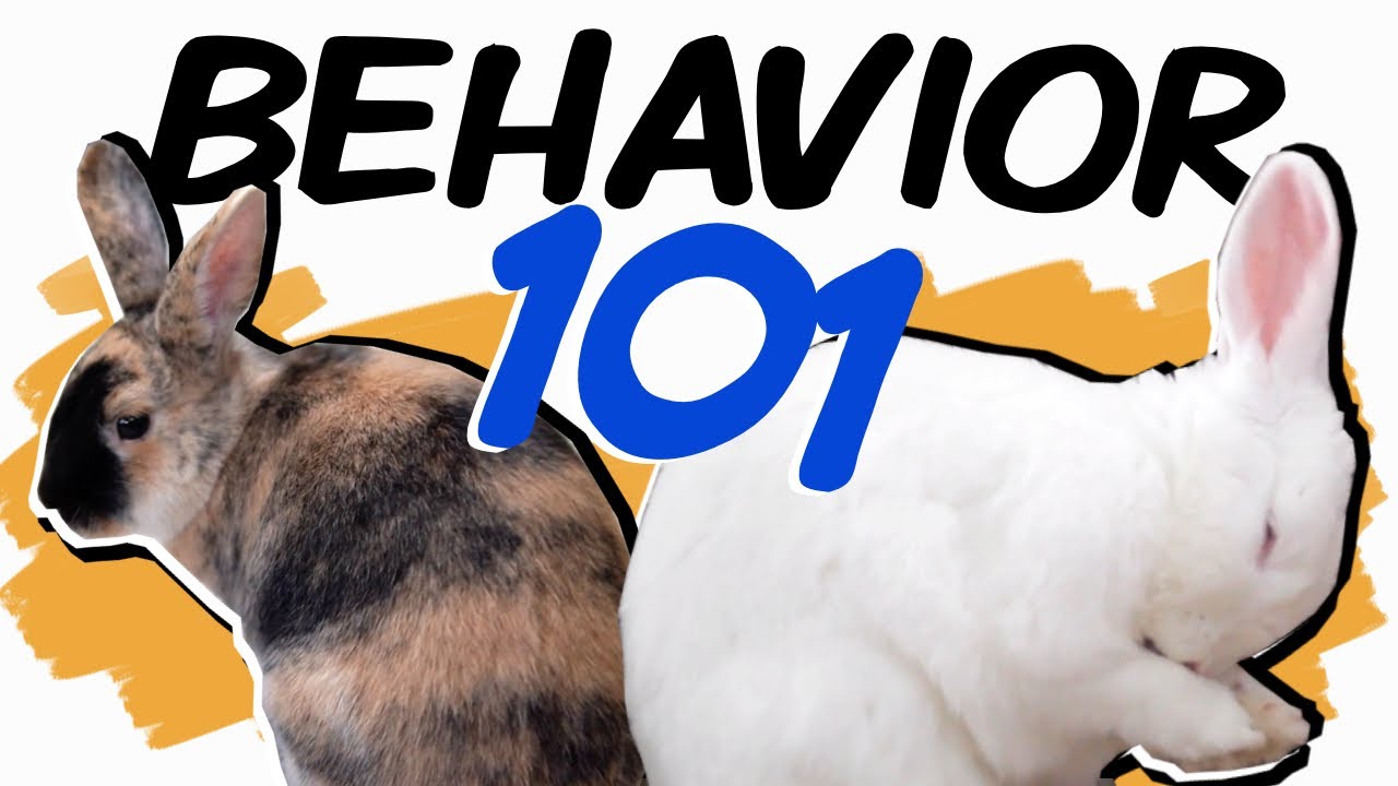 20 Bunny Behaviors to Better Understand Your Rabbit - YouTube