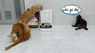 Máy cho mèo ăn tự động Petkit - Bảo mẫu mới của mấy nhỏ mèo 🤣