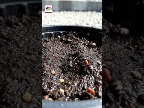 একই গাছে পোকা বারবার কেন ধরে? | Why Pests Keep Coming Back Bangla