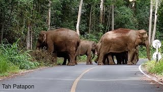 คนหลงป่า ~ช้างร้องดังลั่นสนั่นป่า เหมือนอยู่ในโลก“จูราสสิคปาร์ค”#ช้างป่าเขาใหญ่ #คนหลงป่า #ช้างป่า