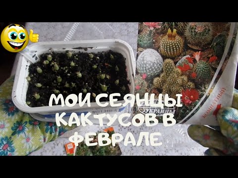 Как выглядят  сеянцы  моих кактусов в феврале