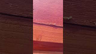 Propolis, Eat It?!!! 25th April 2025.#beekeeping #bee #infection #medicinal #preventive #treatment