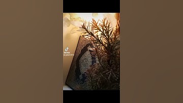 تلاوة خاشعة الشيخ محمد السبيل رحمه الله تعالى