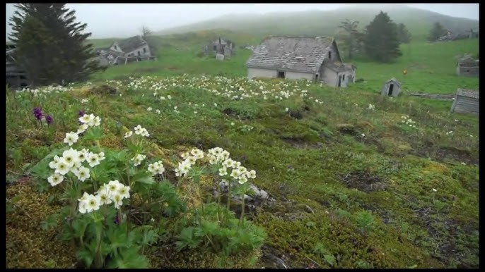 Niger dick jinsiy qora xorozlar katta Porno shafqatsiz