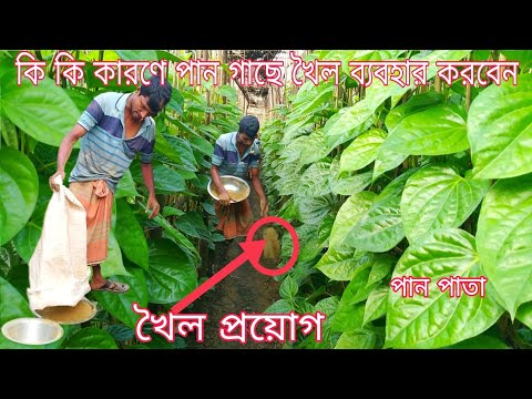 ভিডিও: কখন কুঁড়ি মোটা হয়?