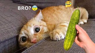 🐶 You Laugh You Lose 🤣 Funny Videos Compilation 😸
