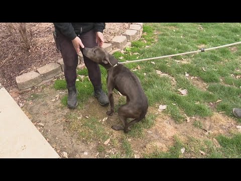 Urgent fosters needed to help St. Clair County animal shelter amid flood threat