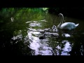 Swan family