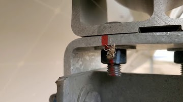 Nature is Beautiful - Acorn Weevil