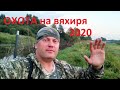 Охота на вяхиря 2020