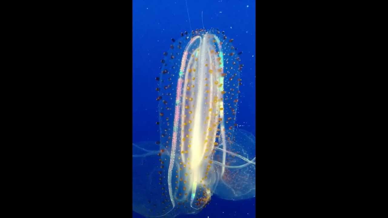 rainbow jellyfish youtube jellyfish with rainbow lights