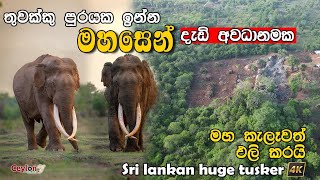 තුවක්කු පුරයක මැදි වූ මහසෙන් Largest tusker at risk #savewildlife #mahasen #srilanka