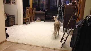 Cody, The Teeny Tiny Alpaca Having Fun