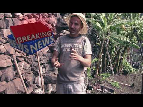 Video: Indický Banán - Ako Vypestovať Tropický Zázrak. Domáca Starostlivosť. Foto